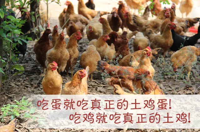 2020土鸡母鸡认养平台，农产品线上销售新渠道，欢迎咨询
