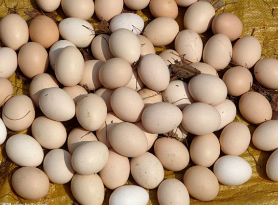 虎翼土鸡母鸡认养平台：农场养鸡+客户认养+平台卖蛋